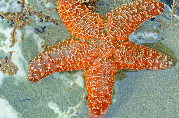 Starfish found along the Pacific Rim National Park on Vancouver Island, British Columbia