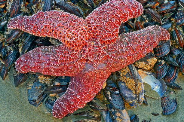 Starfish found along the Pacific Rim National Park on Vancouver Island, British Columbia