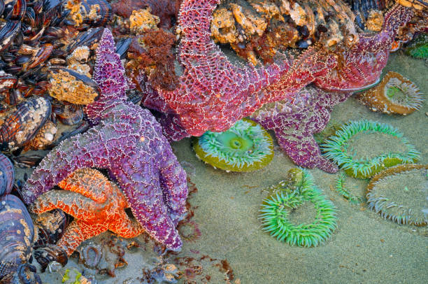 Starfishes on a coast of Pacific ocean. Low tide in the Pacific Ocean. British Columbia, Canada