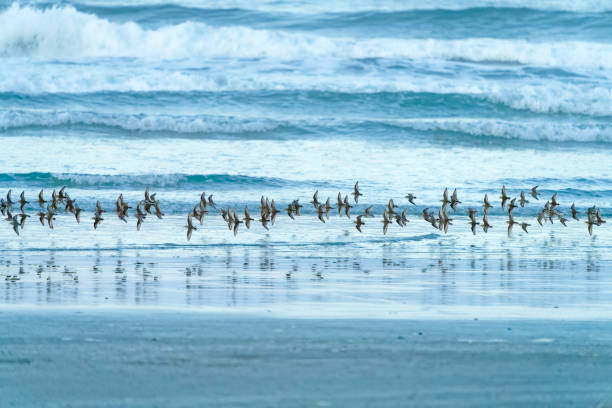 Birds on the shoreline of Pacific Rim National Park on Vancouver Island, British Columbia