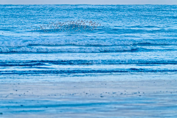 Birds on the shoreline of Pacific Rim National Park on Vancouver Island, British Columbia