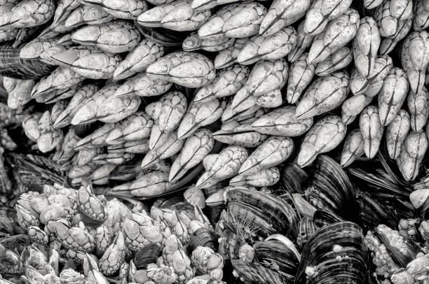 Barnacles found along the Pacific Rim National Park on Vancouver Island, British Columbia