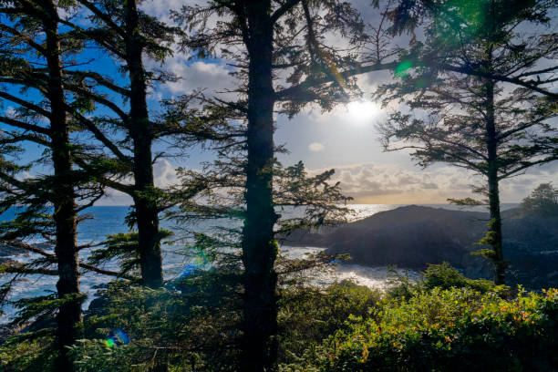 Shoreline of Pacific Rim National Park on Vancouver Island, British Columbia