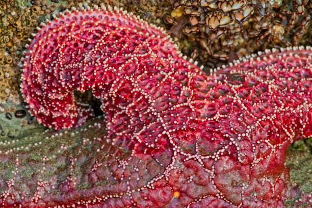 Starfish found along the Pacific Rim National Park on Vancouver Island, British Columbia