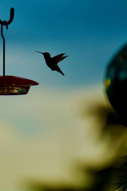 istock Hummingbird mid-air nature background 2190262935
