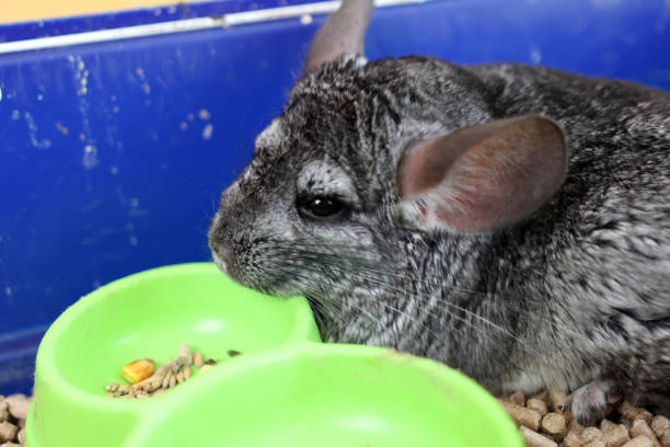 istock People care for and play with chinchillas. 2190263035
