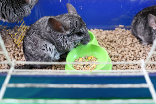 istock People care for and play with chinchillas. 2190263559