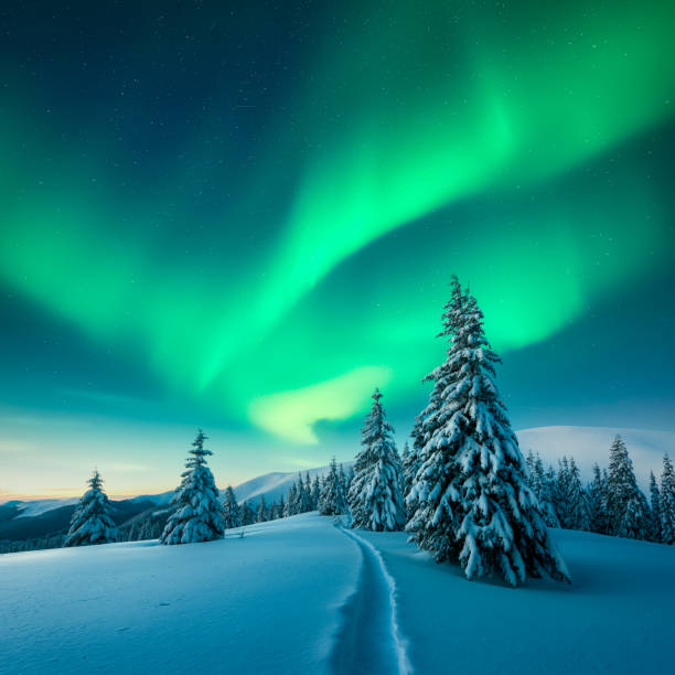 Fairy winter mountains with snowy fir-trees and incredible Northern lights in starry sky. Christmas nightscape with Polar lights. Aurora Borealis