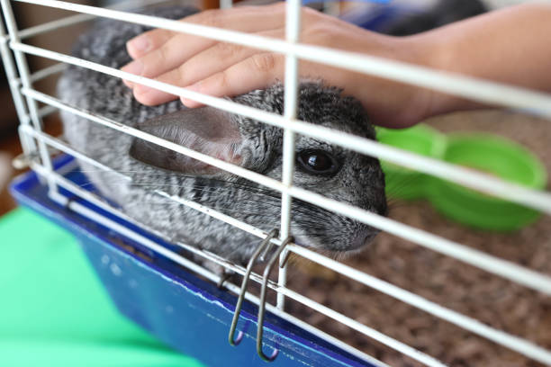 istock People care for and play with chinchillas. 2190263806