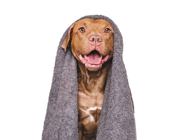 istock Cute dog and blue towel. Studio shot 2190263835
