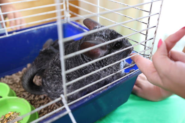 istock People care for and play with chinchillas. 2190263869