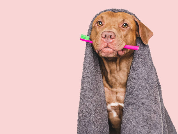 istock Cute dog, towel and toothbrush. Studio shot 2190263873