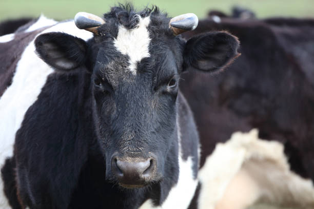 istock A cow with a white face and black ears. The cow is looking at the camera 2190265526