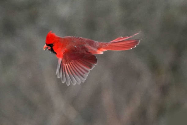 istock Northern Cardinals in winter and late fall 2190266723