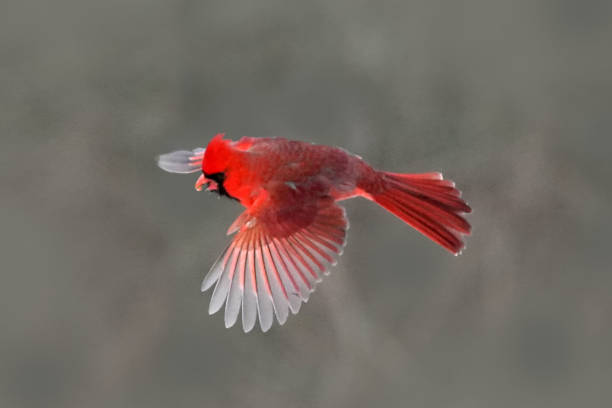 istock Northern Cardinals in winter and late fall 2190266726
