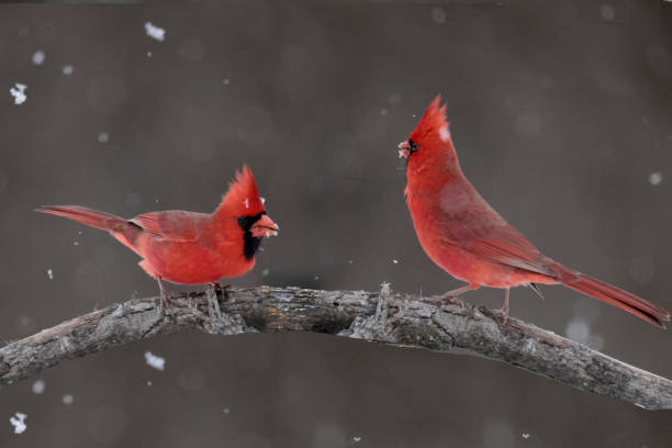 istock Northern Cardinals in winter and late fall 2190266890