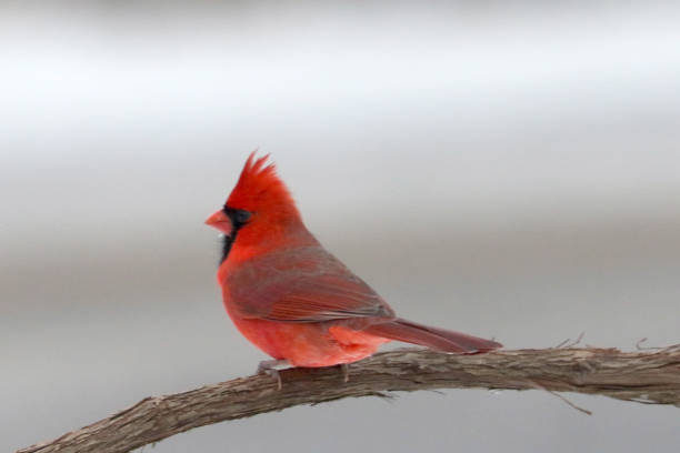 istock Northern Cardinals in winter and late fall 2190266916