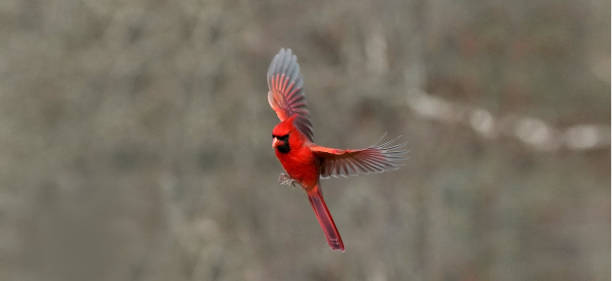 istock Northern Cardinals in winter and late fall 2190266986