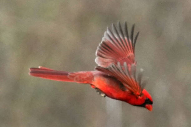 istock Northern Cardinals in winter and late fall 2190266989