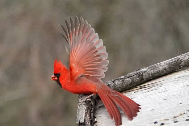 istock Northern Cardinals in winter and late fall 2190267011