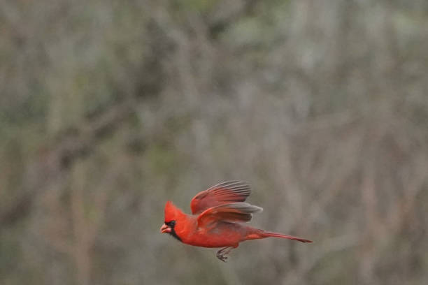 istock Northern Cardinals in winter and late fall 2190267013