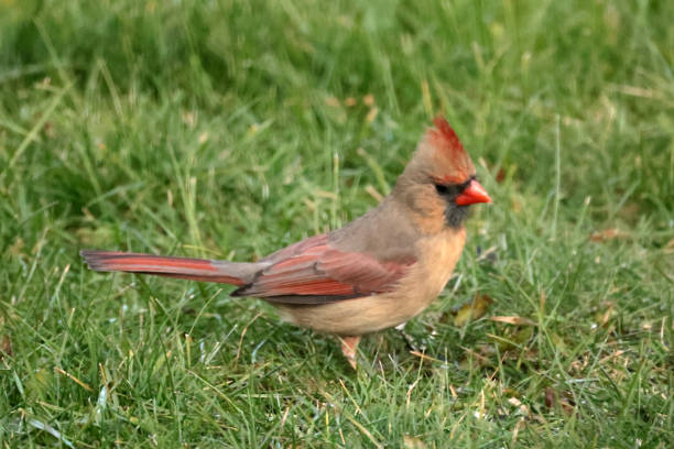 Cardinal birds