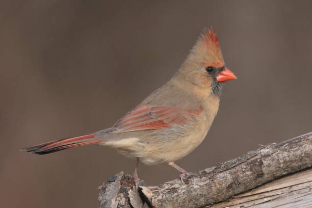 istock Northern Cardinals in winter and late fall 2190267077