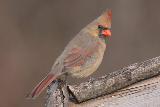 istock Northern Cardinals in winter and late fall 2190267080
