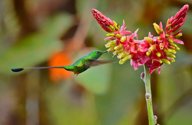 istock Peruvian booted racket-tail hummingbird in flight at a red and yellow flower in a natural wild flower garden 2190267119