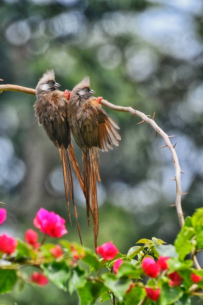 istock Two Mousebirds in a rose bush on a thorny branch 2190267233