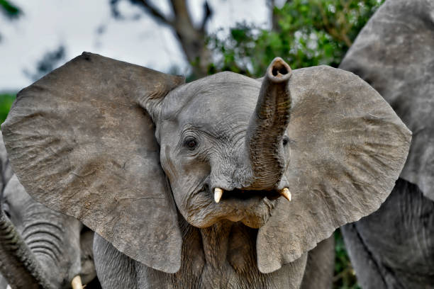 istock Endangered juvenile Wild African bush Elephant 2190267358