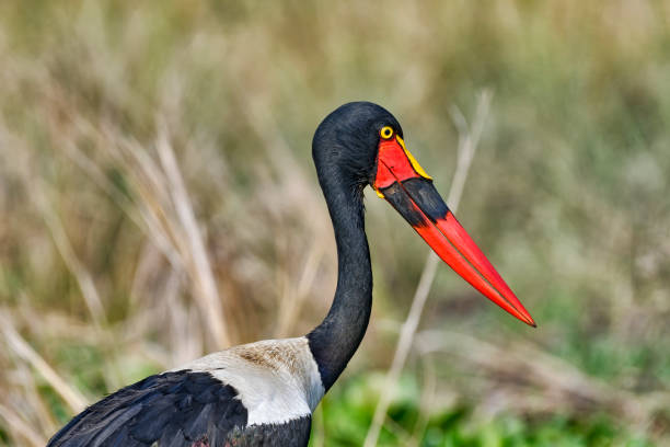 The head and partial body of a saddle-billed stork is seen in this photo.  The bird is standing in a marsh.  The colors of the photo are well saturated.  You can see rainbow colors in the edge of the black feathers on the back of the bird.  There are many shades of blue red and black in the entire bird.  Even when closed, the beak has a partial opening.  The focus is very sharp.