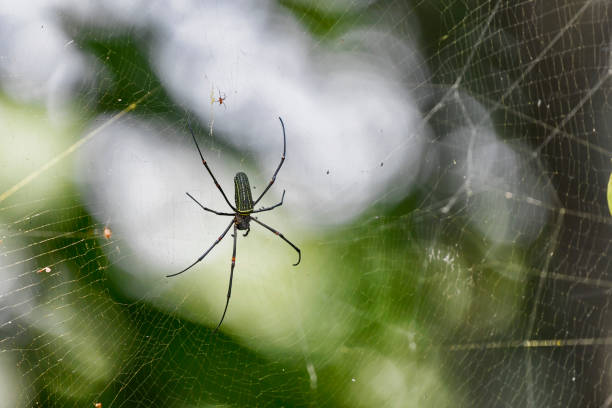 A golden silk orb-weaver couple is seen in a web in this picture.  The large spider in the middle of the photo is the female.  The small red spider above the female is the male.  There is a large difference in size between the 2 spiders.  The web is yellow and is among the strongest webs in the arachnid family.