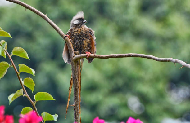 istock Mousebird perching on a branch in a rose bush 2190267443