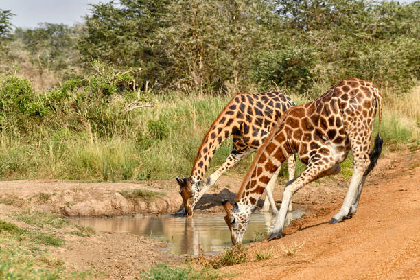 Two wild Ugandan Nubian giraffes are seen drinking from a water hole in this photo.  The giraffes are both leaning over awkwardly to drink from the puddle.  The reflection of the animals on the water is very sharp and in focus.  A grey headed kingfisher can be seen behind the back giraffe and a small bird can be seen on the ground under the front feet of the front giraffe. These are wild animals in a National Park in Uganda.