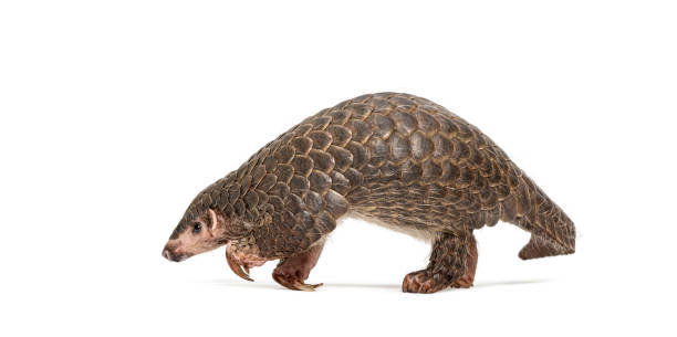 istock Full side view of a single ten months old Chinese pangolin, Manis pentadactyla, an endangered species, isolated on a white background 2190267976