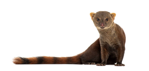 istock Ring-tailed vontsira or ring-tailed mongoos, Galidia elegans, isolated on white 2190268041