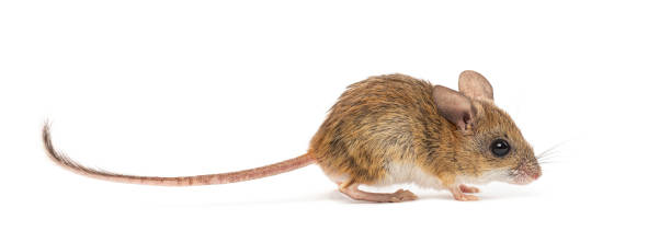 istock Spinifex hopping mouse, Notomys alexis, walking with long tail on white background 2190268064