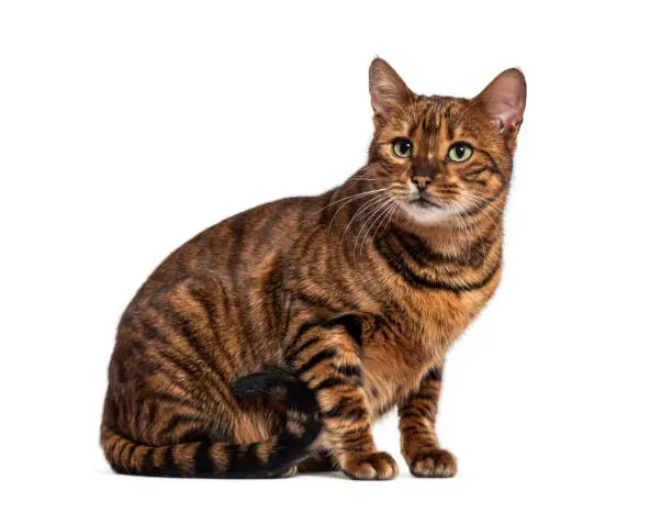 Toyger cat sitting and looking away on white background Toyger cat sitting and looking away on white background