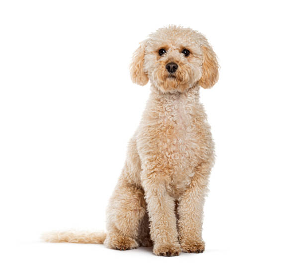 istock Cute and fluffy Maltipoo, is a cross between a poodle and a Maltese 2190268256