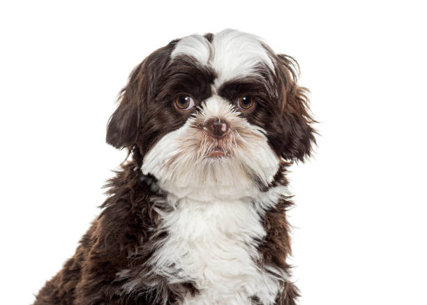 istock Cute shih tzu dog  looking at the camera 2190268305