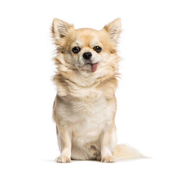 istock Chihuahua with Hanging Tongue Syndrome 2190268409