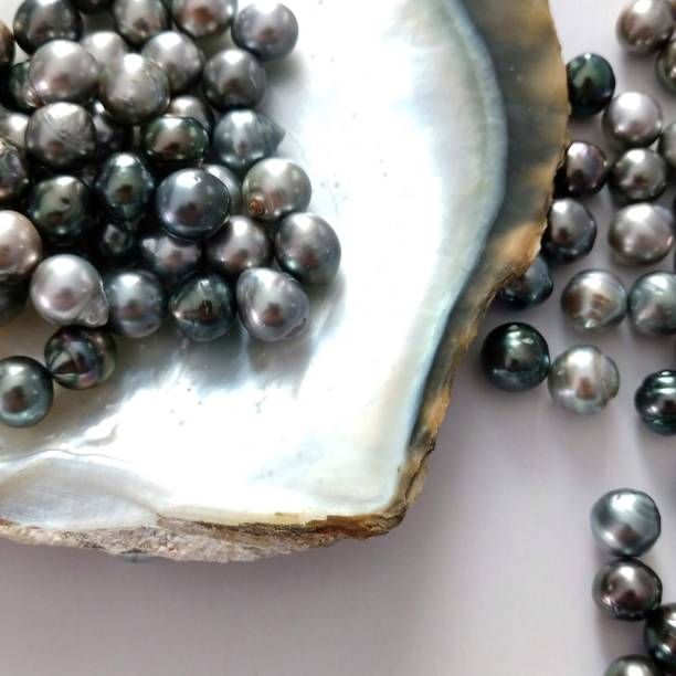 istock Tahitian Black Pearls on Natural Oyster Shell Display 2190268415