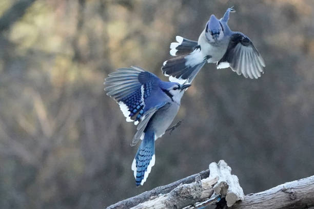 istock Blue jays fighting over food 2190268503