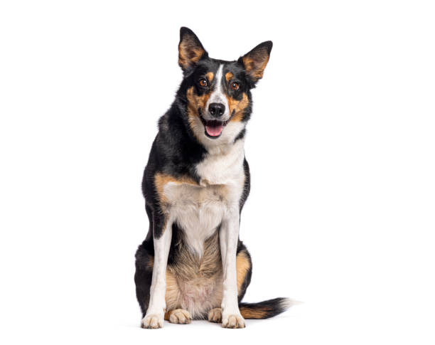 istock Border Collie sitting and panting with its tongue out mouth open 2190268605