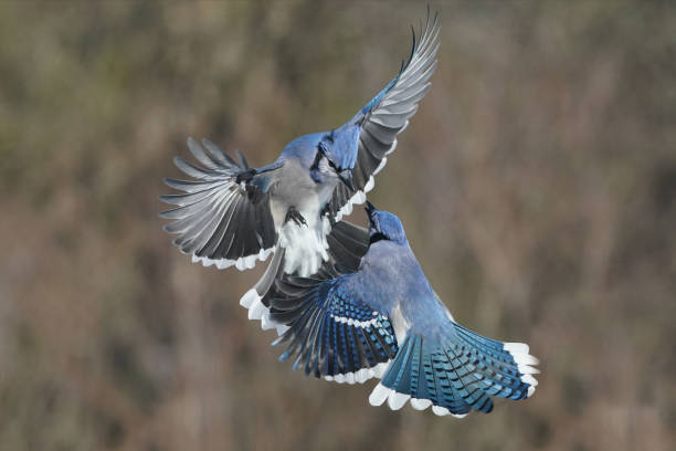 istock Blue jays fighting over food 2190268613