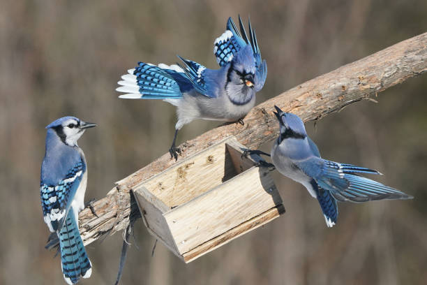 istock Blue jays fighting over food 2190268627