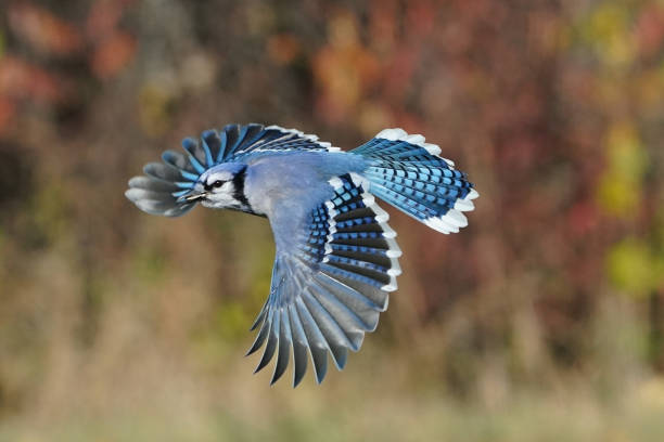 istock Blue jays fighting over food 2190268634