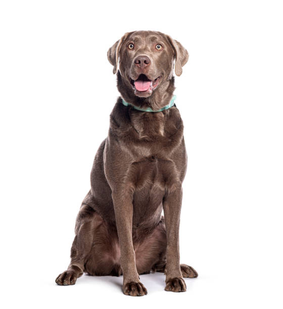 istock Chocolate labrador retriever dog wearing a collar  sitting and looking up and panting 2190268636