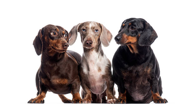 istock Three dachshunds sitting and looking around on white background 2190268759